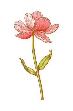 Lale, kırmızı çiçek beyaz arka planda izole edilmiş. Paskalya, Anneler Günü ya da Kanadalı lale Festivali için güzel bahar çiçekleri. Tasarım için vintage eleman çiziyorum. Vektör illüstrasyonu