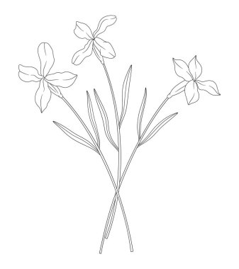 Yapraklı üç Matthiola çiçeği buketi. Bir avuç çiçek açan yabani bitkiler. Çizgi sanatı, asgari tarz, dış hatlar. Tasarım projeleri için botanik el yapımı elementler. Vektör illüstrasyonu