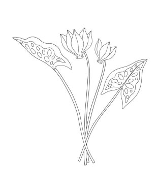 Yapraklı iki sowbread çiçeği buketi. Bir avuç bitkisel hayatta kalmış yabani bitki. Çizgi sanatı, asgari tarz, dış hatlar. Tasarım projeleri için botanik el yapımı elementler. Vektör illüstrasyonu