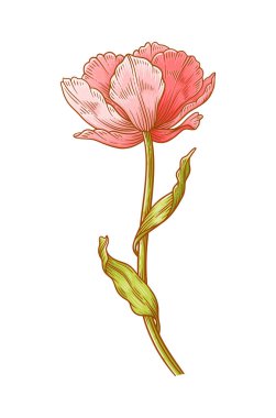 Lale, kırmızı çiçek beyaz arka planda izole edilmiş. Paskalya, Anneler Günü ya da Kanadalı lale Festivali için güzel bahar çiçekleri. Tasarım için vintage eleman çiziyorum. Vektör illüstrasyonu