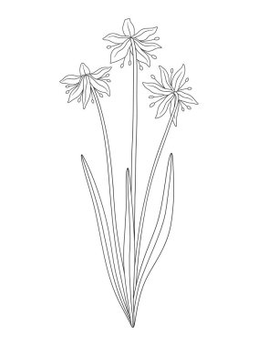 Yapraklı üç buket kar tanesi çiçeği. Bir avuç çiçek açan yabani bitkiler. Çizgi sanatı, asgari tarz, dış hatlar. Tasarım projeleri için botanik el yapımı elementler. Vektör illüstrasyonu