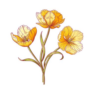 Lale buketi, bir demet parlak sarı çiçek. Paskalya, Anneler Günü ya da Kanadalı lale festivali için yapraklarla dolu güzel bahar çiçekleri. El yapımı vintage elementler. Tasarım için vektör illüstrasyonu