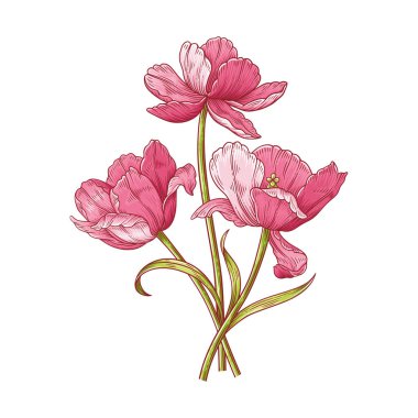 Lale buketi. Bir demet pembe Hollanda zarif çiçekleri. Paskalya, Anneler Günü ya da Kanadalı lale festivali için güzel bahar çiçekleri. Klasik, tasarım için zarif elementler. Vektör illüstrasyonu