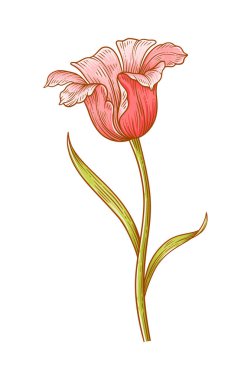 Lale, kırmızı çiçek beyaz arka planda izole edilmiş. Paskalya, Anneler Günü ya da Kanadalı lale Festivali için güzel bahar çiçekleri. Tasarım için vintage eleman çiziyorum. Vektör illüstrasyonu