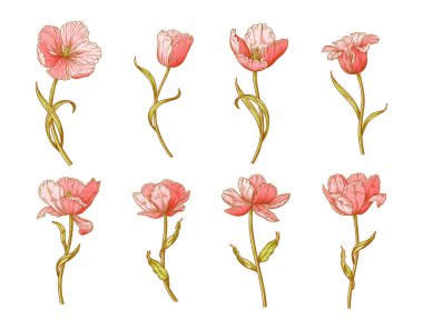Lale çiçeği seti. Paskalya, Anneler Günü ya da Kanadalı lale festivali için güzel bahar çiçekleri. Tasarım için vintage elementler çiziyorum. Vektör illüstrasyonu