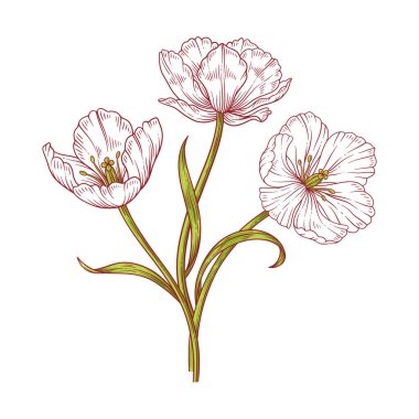 Lale kuyruğu sanat buketi. Yeşil yapraklı güzel beyaz çiçekler, beyaz arka planda izole edilmiş. Eskiz, Paskalya için bahar dekoru, Anneler Günü, Kanada Lale Festivali. Vektör illüstrasyonu