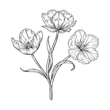 Lale hattı sanat buketi. Zarif ince bir çizgide yaprakları olan güzel çiçekler, beyaz arka planda izole edilmiş. Paskalya için bahar dekoru, Anneler Günü, Kanada lale Festivali. Vektör illüstrasyonu