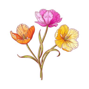 Lale buketi, bir demet parlak renkli çiçek. Paskalya, Anneler Günü ya da Kanadalı lale festivali için güzel bahar çiçekleri. Elle çizilmiş zarif elementler. Tasarım için vektör illüstrasyonu