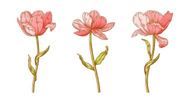 Lale çiçeği seti. Paskalya, Anneler Günü ya da Kanadalı lale festivali için güzel bahar çiçekleri. Tasarım için vintage elementler çiziyorum. Vektör illüstrasyonu