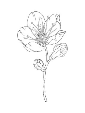 Çiçekli ve zarif ince çizgide tomurcukları olan güzel bir dal. Japon bahar sakura çiçekleri, özet. Kiraz, erik ya da şeftali çiçeklerinin el çizimi. Vektör illüstrasyonu