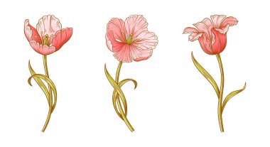 Lale çiçeği seti. Paskalya, Anneler Günü ya da Kanadalı lale festivali için güzel bahar pembe çiçekleri. Tasarım için vintage elementler çiziyorum. Vektör illüstrasyonu