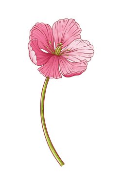 Lale, beyaz arka planda izole edilmiş pembe zarafet açan çiçek. Paskalya, Anneler Günü, Kanada lale festivali dekoru için güzel bir bahar çiçeği. Tasarım için vintage eleman çiziyorum. Vektör illüstrasyonu