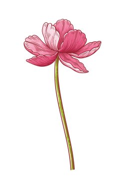 Lale, beyaz arka planda izole edilmiş pembe zarafet açan çiçek. Paskalya, Anneler Günü, Kanada lale Festivali için güzel bir bahar çiçeği. Tasarım için botanik öğe çiziyorum. Vektör illüstrasyonu