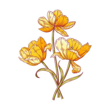 Lale buketi. Bir demet sarı Hollanda zarif çiçekleri. Paskalya, Anneler Günü ya da Kanadalı lale festivali için güzel bahar çiçekleri. Klasik, tasarım için zarif elementler. Vektör illüstrasyonu