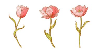 Lale çiçeği seti. Paskalya, Anneler Günü ya da Kanadalı lale festivali için güzel bahar pembe çiçekleri. Tasarım için vintage elementler çiziyorum. Vektör illüstrasyonu