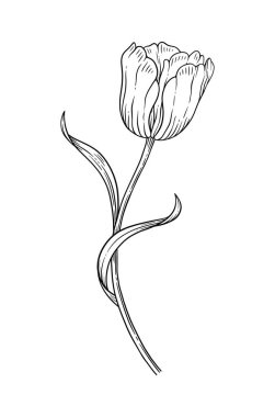 Yapraklı lale, zarif siyah ince çizgi, çiçek açan. Güzel bir bahar dekoru. Tasarım için çizim ögesi. Vektör illüstrasyonu