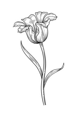Yapraklı lale, siyah çizgili. Sanat tarzında çiçek açmak. Güzel bahar dekoru, çizimler. Tasarım için çizim ögesi. Vektör illüstrasyonu