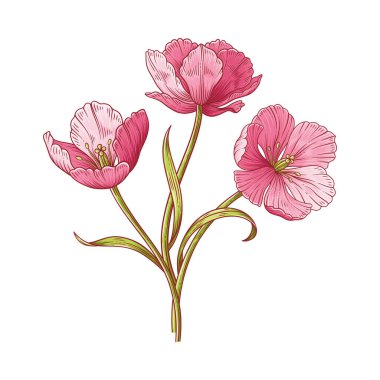 Lale buketi, bir demet parlak pembe çiçek. Paskalya, Anneler Günü ya da Kanadalı lale festivali için yapraklarla dolu güzel bahar çiçekleri. El yapımı vintage elementler. Tasarım için vektör illüstrasyonu