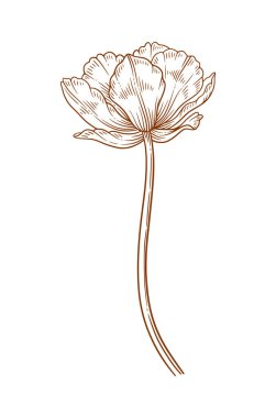 Lale çiçeği, kahverengi renk. Güzel bir bahar dekoru. Paskalya, Anneler Günü, Kanada Lale Festivali için çizim elementleri. Vektör illüstrasyonu