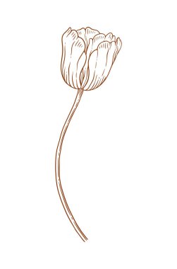 Lale çiçeği, zarif ince çizgi, kahverengi renk. Güzel bir bahar dekoru. Paskalya, Anneler Günü, Kanada Lale Festivali için çizim elementleri. Vektör illüstrasyonu