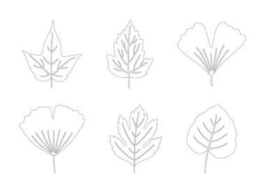 Sonbahar yaprakları akçaağaç, ginkgo biloba, kavak ağacı ve dikenli diken. Beyaz arka planda siyah siluetler. Sonbahar, bahar ya da yaz koleksiyon yaprağı. Vektör illüstrasyonu