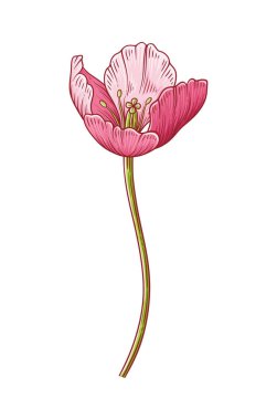 Lale, beyaz arka planda izole edilmiş pembe zarafet açan çiçek. Paskalya, Anneler Günü, Kanada lale Festivali için güzel bir bahar çiçeği. Tasarım için botanik öğe çiziyorum. Vektör illüstrasyonu