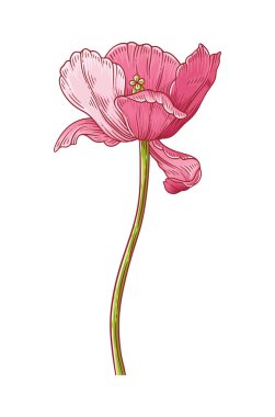 Lale, beyaz arka planda izole edilmiş pembe zarafet açan çiçek. Paskalya, Anneler Günü, Kanada lale festivali dekoru için güzel bir bahar çiçeği. Tasarım için vintage eleman çiziyorum. Vektör illüstrasyonu