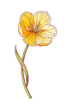 Lale, beyaz arka planda yaprağı olan sarı çiçekli zarif çiçek. Paskalya için güzel bir bahar dekoru, Anneler Günü, Kanada lale Festivali. Tasarım için çizim ögesi. Vektör illüstrasyonu