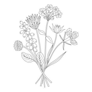 Muskarili kır çiçeği buketi, farklı çayır çiçekleri ve çiçek açan yabani bitkiler. Çizgi sanatı, asgari tarz, dış hatlar. Tasarım projeleri için botanik el yapımı elementler. Vektör illüstrasyonu