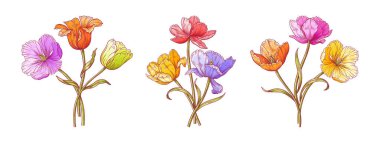 Lale buket seti. Yapraklı bir demet Hollandalı zarif çiçek. Paskalya, Anneler Günü ya da Kanadalı lale Festivali için güzel renkli bahar çiçekleri. Tasarım ve vektör için vintage ögeleri