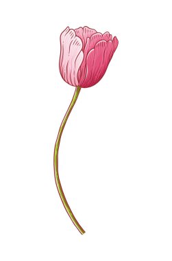 Lale, beyaz arka planda izole edilmiş basit pembe çiçek. Paskalya için güzel bir bahar dekoru, Anneler Günü, Kanada lale Festivali. Tasarım için botanik öğe çiziyorum. Vektör illüstrasyonu