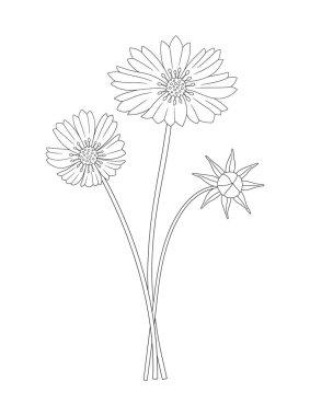 Bir buket kozmea çiçeği. Bir avuç bitkisel hayatta kalmış yabani bitki. Çizgi sanatı, asgari tarz, dış hatlar. Tasarım projeleri için botanik el yapımı elementler. Vektör illüstrasyonu