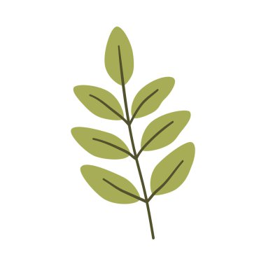 Açık yeşil renkli akasya yaprağı. Bir element beyaza izole edildi. Bahar ya da yaz arkaplanı, vektör illüstrasyonu