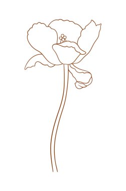 Lale çiçeği, zarif ince çizgi, kahverengi renk. Güzel bir bahar dekoru, az bir stil. Paskalya, Anneler Günü, Kanada Lale Festivali için çizim elementleri. Vektör illüstrasyonu