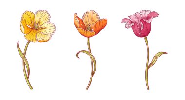 Laleler, üç renkli çiçek seti. Paskalya, Anneler Günü ya da Kanadalı lale festivali için yapraklarla dolu güzel bahar çiçekleri. Beyaz üzerine el yapımı vintage elementler. Tasarım için vektör illüstrasyonu