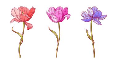 Laleler, üç parlak renkli çiçek seti. Paskalya, Anneler Günü ya da Kanadalı lale festivali için yapraklarla dolu güzel bahar çiçekleri. Beyaz üzerine klasik elementler çizilmiş. Tasarım için vektör illüstrasyonu