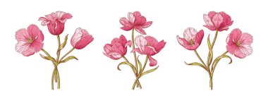 Lale buket seti. Yeşil yapraklı bir demet pembe, zarif çiçek. Paskalya, Anneler Günü ya da Kanada lale Festivali için güzel bahar çiçekleri. Tasarım için klasik elementler. Vektör illüstrasyonu