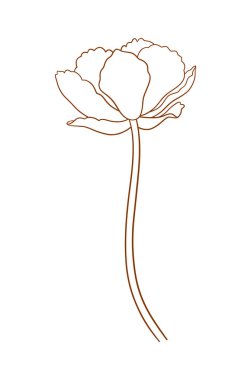 Tulip, zarif kahverengi hatlar. Güzel bir çiçek, bahar dekoru, az bir tarz. Paskalya, Anneler Günü, Kanada Lale Festivali için çizim elementleri. Vektör illüstrasyonu