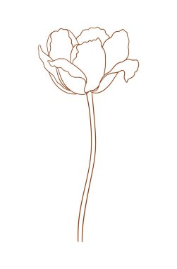 Kahverengi çizgili lale. Güzel bir eskiz çiçeği, bahar dekoru. Paskalya, Anneler Günü, Kanada Lale Festivali için asgari stil çizimi. Vektör illüstrasyonu