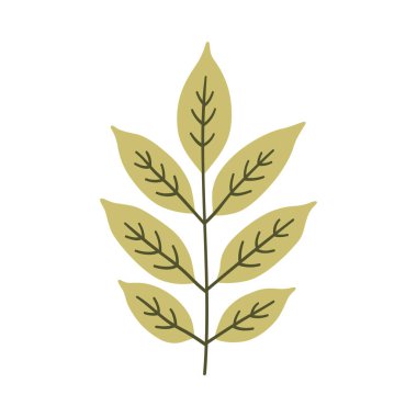 Açık yeşil renkli kül yaprağı. Bir element beyaza izole edildi. Bahar ya da yaz arkaplanı, vektör illüstrasyonu