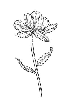 Yapraklı lale, siyah çizgili. Sanat tarzında çiçek açmak. Güzel bahar dekoru, çizimler. Tasarım için çizim ögesi. Vektör illüstrasyonu