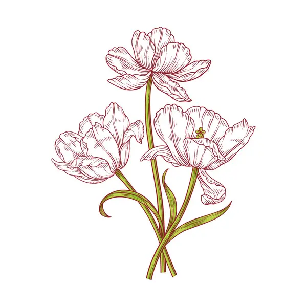 Lale kuyruğu sanat buketi. Yeşil yapraklı ve saplı güzel beyaz çiçekler, beyaz arka planda izole edilmiş. Eskiz öğeleri, Paskalya için bahar dekoru, Anneler Günü, Kanada Lale Festivali. Vektör illüstrasyonu