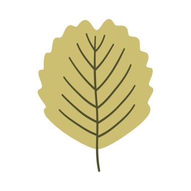 Açık yeşil renkli alder yaprağı. Bir element beyaza izole edildi. Bahar ya da yaz arkaplanı, vektör illüstrasyonu