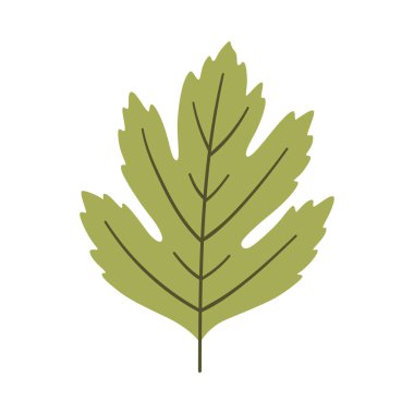 Açık yeşil renkli Hawthorn yaprağı. Bir element beyaza izole edildi. Bahar ya da yaz arkaplanı, vektör illüstrasyonu