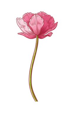 Lale, beyaz arka planda izole edilmiş pembe zarafet açan çiçek. Paskalya, Anneler Günü, Kanada lale festivali dekoru için güzel bir bahar çiçeği. Tasarım için vintage eleman çiziyorum. Vektör illüstrasyonu