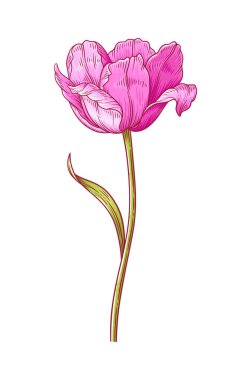 Lale, beyaz arka planda yaprağı olan pembe çiçekli zarif çiçek. Paskalya için güzel bir bahar dekoru, Anneler Günü, Kanada lale Festivali. Tasarım için çizim ögesi. Vektör illüstrasyonu