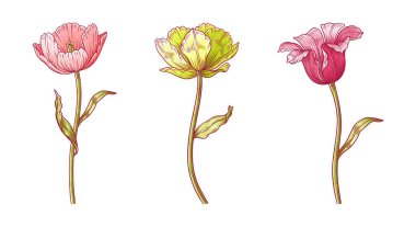 Laleler, üç renkli çiçek seti. Paskalya, Anneler Günü ya da Kanadalı lale festivali için yapraklarla dolu güzel bahar çiçekleri. Beyaza elle çizilmiş zarif elementler. Tasarım için vektör illüstrasyonu