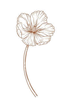 Lale çiçeği, kahverengi hatlı. Güzel bir bahar dekoru, tasarım için çizilmiş bir element. Vektör illüstrasyonu