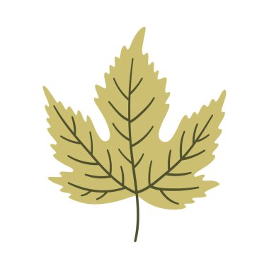 Açık yeşil renkli akçaağaç yaprağı. Bir element beyaza izole edildi. Bahar ya da yaz arkaplanı, vektör illüstrasyonu