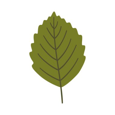 Koyu yeşil renkli alder yaprağı. Bir element beyaza izole edildi. Bahar ya da yaz arkaplanı, vektör illüstrasyonu